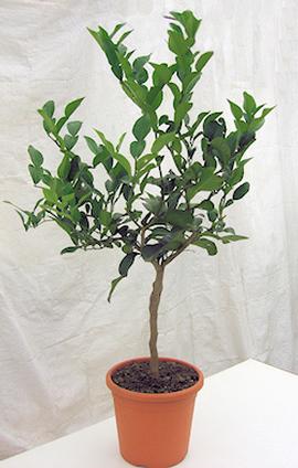 Mature Kaffir Lime Plant