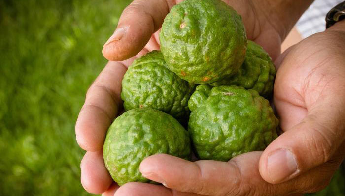 A person holding kaffir limes