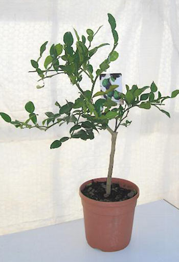 A kaffir lime plant