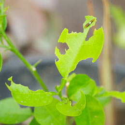 A lemon leaf with insect bites