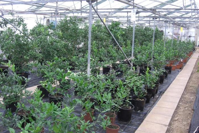 Kaffir plants in a greenhouse