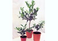 3 Kaffir plants of different sizes