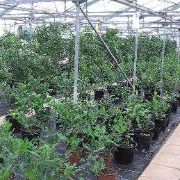 Kaffir lime plants in a greenhouse