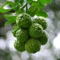 fresh kaffir lime leaves and kaffir limes grown in the UK