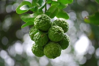 kaffir lime grown in the United Kingdom