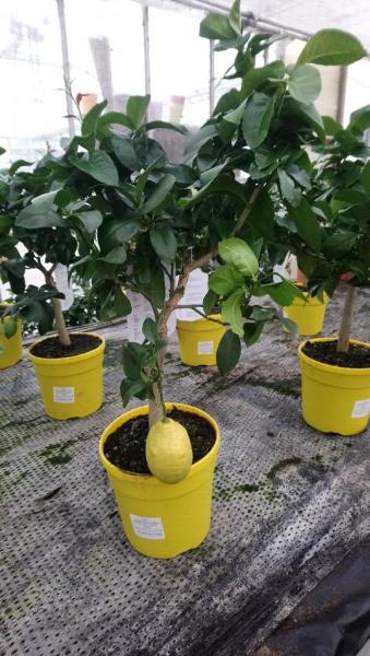 Lemon plants in a greenhouse