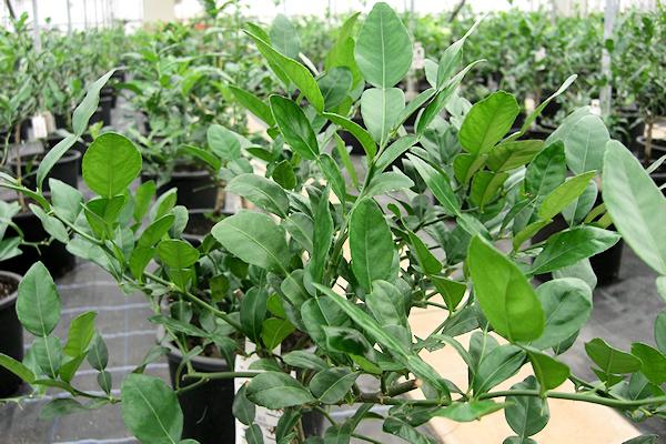 British kaffir lime plants grown in England